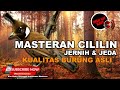 Cililin Gacor Masteran Segala Burung Kicau Suara Jernih Dan Jeda