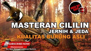 Download lagu 🔴 Cililin Gacor Masteran Segala Burung Kicau Suara Jernih dan Jeda mp3
