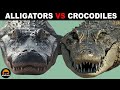What Is the Difference Between Alligators and Crocodiles?