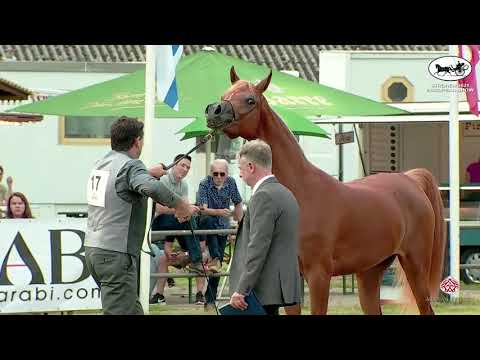 N 17 BOURHANI BELLAVERA   Strohen 2021 European C Show   Fillies 2 Years Old Class 4