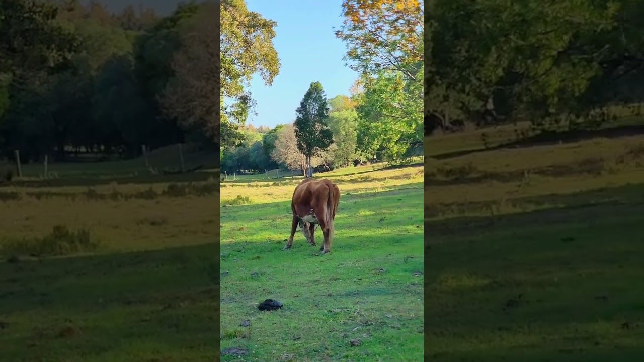 YouTube Short thumbnail