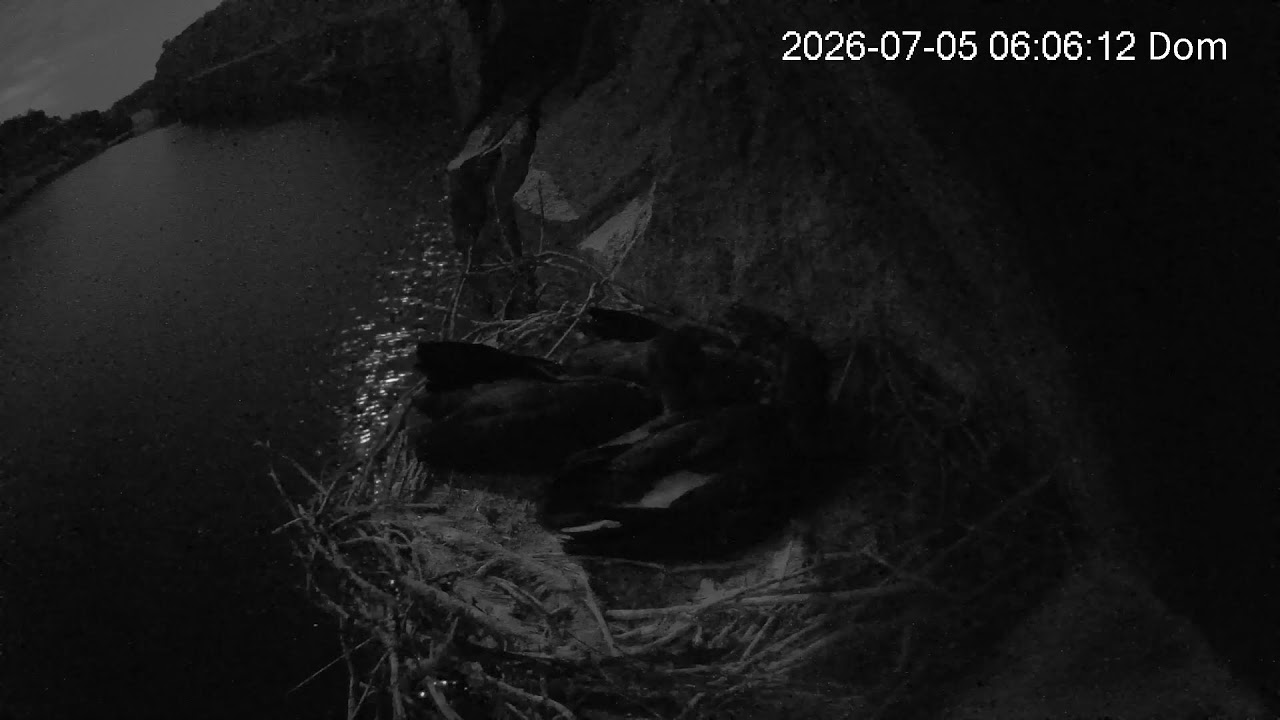 Live webcam view of Black Stork Nest, International Tagus