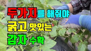감자 굵게만들기, 맛있는감자 키우기,순치는 방법/감자 크게키우려면 지금이라도 해주세요.