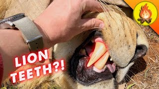 Wildest Encounters of 2018!