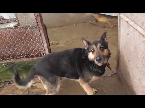 US17 Klasyk #63 Nero Boży atakuje Mexicano