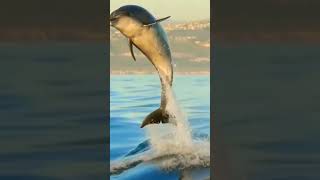 Download lagu Play-Time with a Pig Fish | #shorts #subscribe #like mp3 Download lagu Play-Time with a Pig Fish | #shorts #subscribe #like mp3