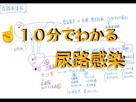 尿路感染症について詳しく解説