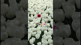 Download lagu only you 🥰❤ whatsApp status #shorts #love mp3