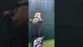Video preview image #1 Chinese Shar-Pei-Unknown Mix Puppy For Sale in phoenix, AZ, USA