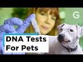 We Tested DNA Of A Cat And Dog
