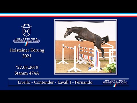 Holsteiner Körlot 2021 | Nr. 48 v. Livello - Contender - Lavall I - Fernando