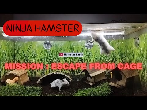 Ninja Hamster - Mission : Escape From Cage