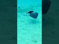 Stingray has a friend #gopro #scubapro #aqualung #nature #scubadiving #cozumel #mexico
