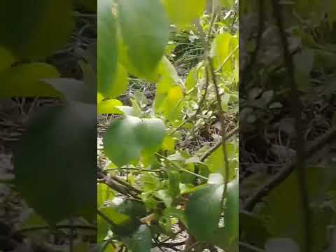adubação de cobertura do maracujá #araguaina #peixe #dicas #saopaulo #riodejaneiro #saopaulo