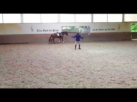 4 jähriger Wallach von Franziskus x Lord Loxley