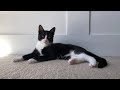 Adorable Tuxedo Cat Purrs Very Loudly