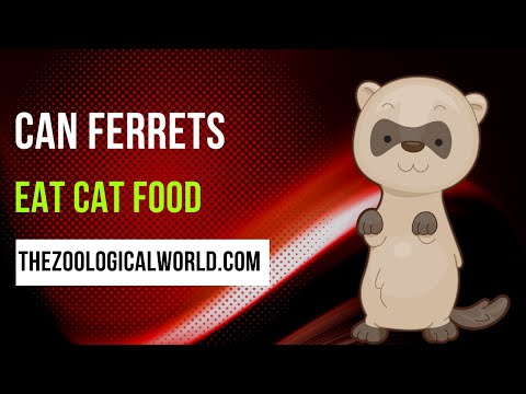 Can ferrets eat cat food || Can I give my ferret dry cat food? || Cat food suitable for ferrets ?