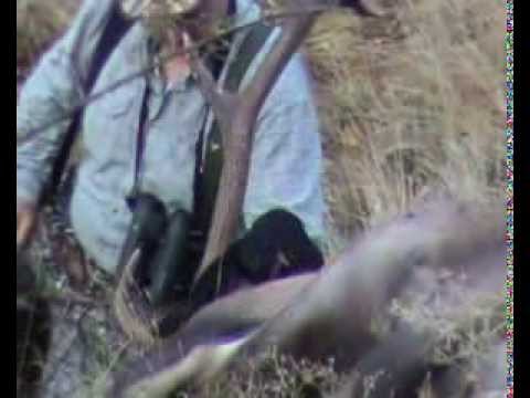 Alter Kronenzehner erlegt! Faszienierende Jagd gefilmt!