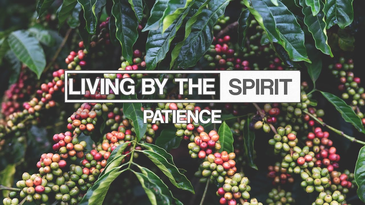 Patience | Mike Brogen