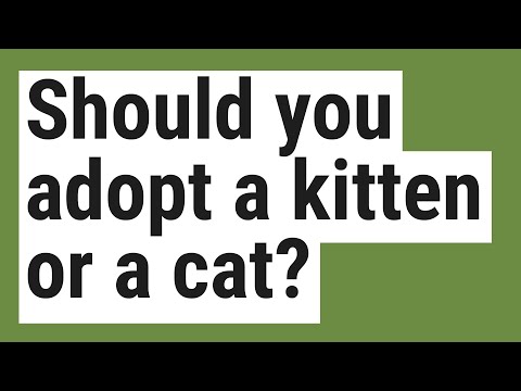 Should you adopt a kitten or a cat?