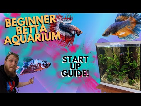 How to setup! Easy planted Betta aquarium.