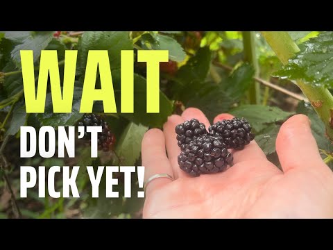 The #1 Mistake When Picking Blackberries