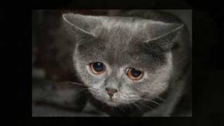 Alison Krauss - What`ll I Do