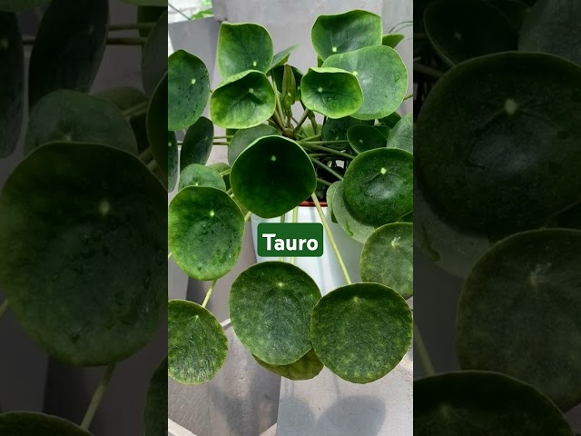 Vídeo relacionado con Cultivos del Zodiaco Tauro | Semillas de Albahaca | Kit de cultivo con bomba de semillas, sustrato y maceta | Regalo original para amantes del horóscopo | Resetea