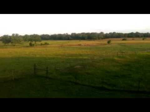 Aussie gathering and fetching sheep from 350 yards.