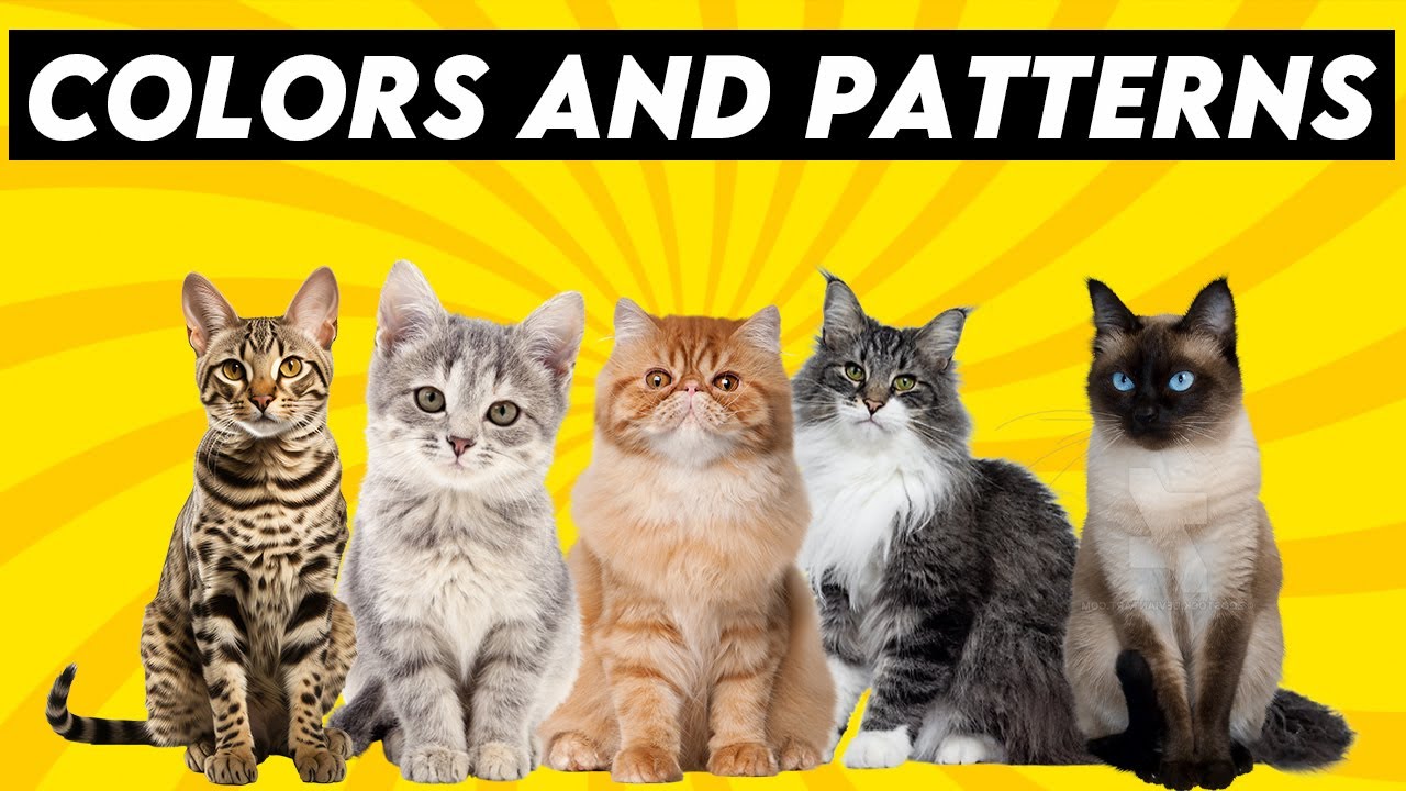 The Ultimate Guide to Cat Colors: Discover These Mesmerizing Patterns!