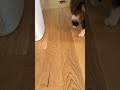 Anddddd He Runs Off With It Cats