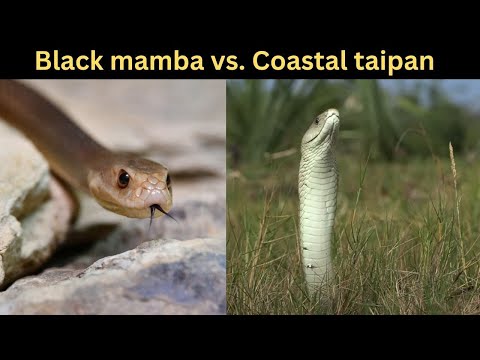 Black Mamba vs Coastal Taipan | World's Deadliest Snake Showdown
