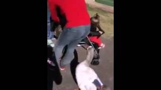 animale video funny - femeie gasca