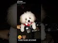 My Little Hachiko
