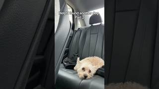 🥺LOST DOG in Atlanta #dogmomyoutube #dogmom #dog #puppy