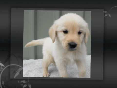 download lagu mp3 mp4 Labradoodle Puppies For Sale Nsw, download lagu Labradoodle Puppies For Sale Nsw gratis, unduh video klip Labradoodle Puppies For Sale Nsw