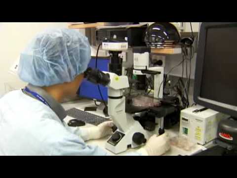 Hendra virus explained