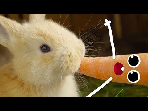 Everything Is Better With Doodles - Doodland #5