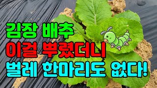김장배추 벌레없이 키우려면 직파한 배추와 모종으로 심은배추 확인해보세요.