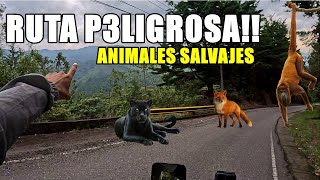 NO LO CREO!!! 😱 Una SELVA en MEDELLIN??🤔(Loma del Escobero - Envigado)