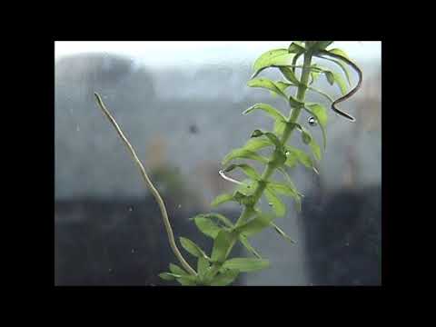 刺胞動物の種類 - それらとは何か、例、特徴、生殖