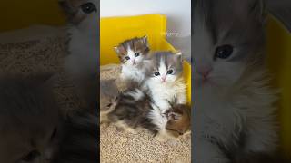 🥰🐾Happy-go-lucky little kitty #cat #kitten #cute #猫