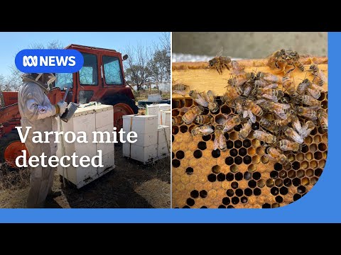 1000 Hives video