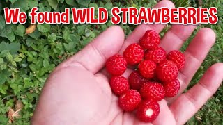 Vlog 70 | Picking Wild Strawberries | Belleek Woods &amp; Castle | The Fairy Trail