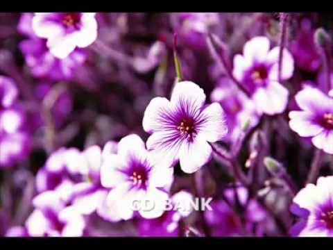 Oun Nov Cham Bong Chea Nich (By Rus Serey Sothear)