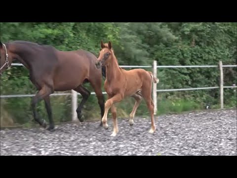 *2022 Hengst von Vitalis - Fürstenball *Auktionsfohlen Luhmühlen 2022*