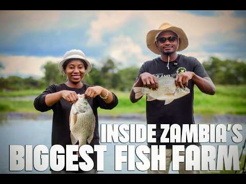 How a Family-Owned Zambian  Fish Farm is Making Over 50,000 Dollars And Makes Its Own Feed in Zambia