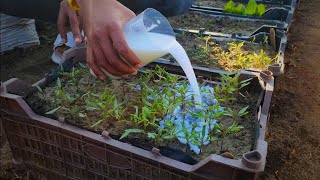 Tomato Seedlings Grow Like Crazy If You Give Them This