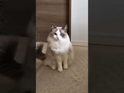 Funny cat video# funny animals# videos pets funny #funnycat #funnyanimals #cutecat #cats #funnypets