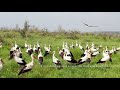 White Storks Migrate Above Israel Aerials חסידות נודדות